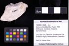 Foto (Objekt + Etiketten) von Goniodromites bidentatus (Reuss, 1859) 